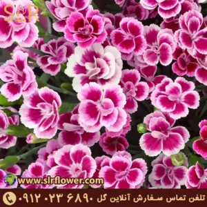 Border Carnation گل میخک مرزی