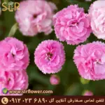 Carnation flower 22 گل میخک