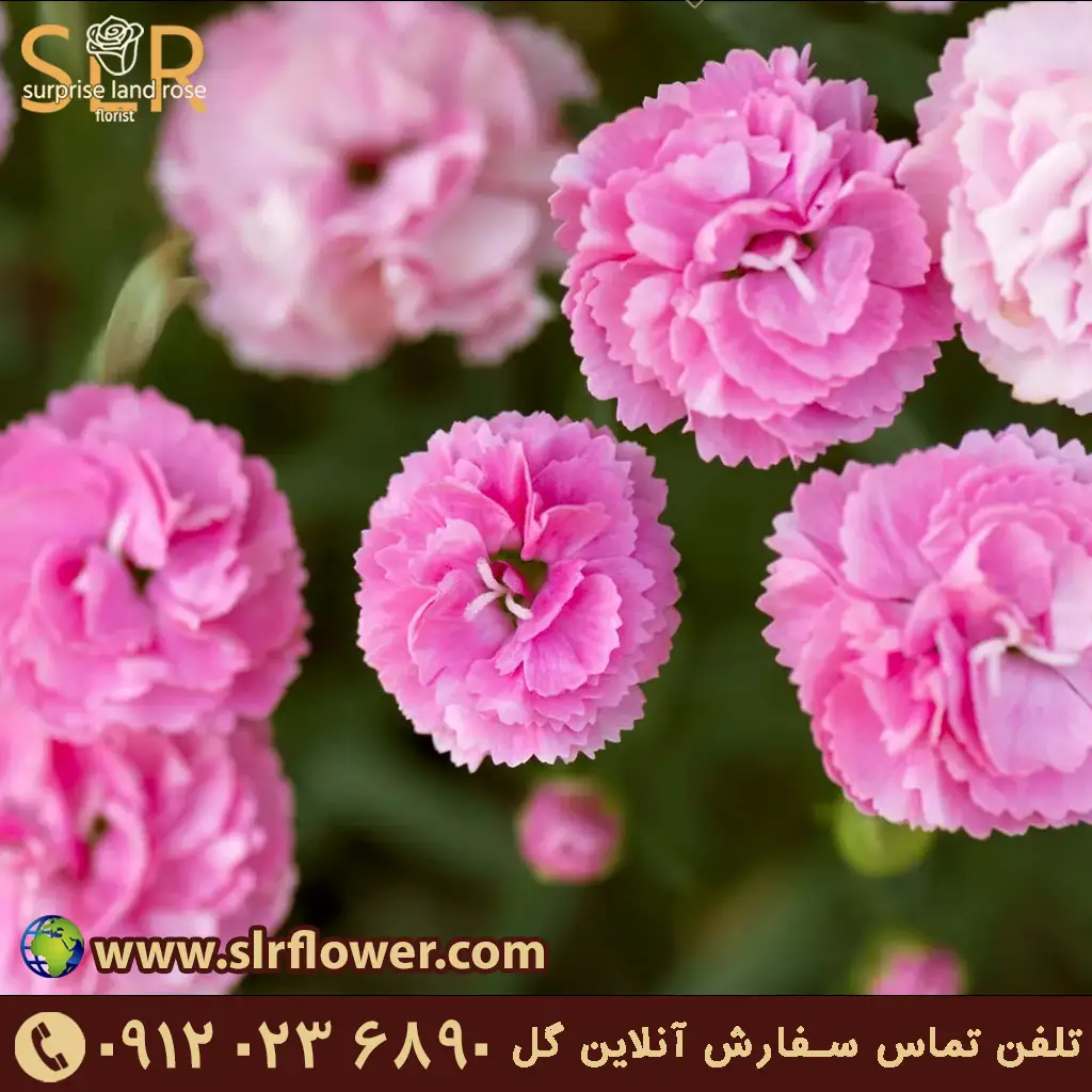 Carnation flower 22 گل میخک