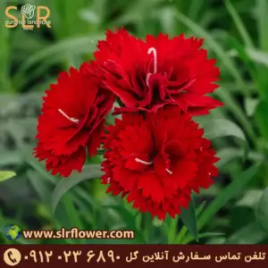 Carnation flower 232 گل میخک