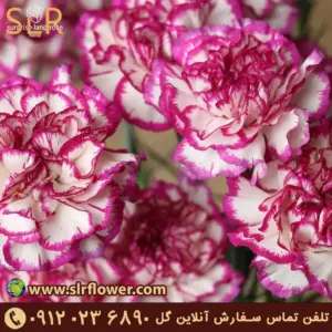 Carnation flower 23442 گل میخک