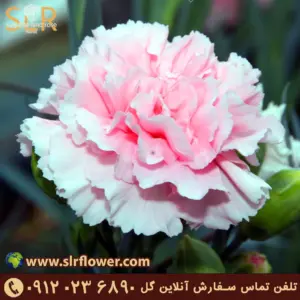 Carnation flower 52342 گل میخک
