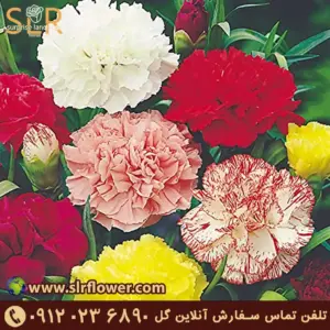 Carnation flower گل میخک2