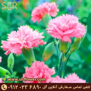 Chabaud Carnation گل میخک چاباود