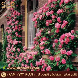 Climbing Roses گل رز کوهی رونده