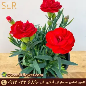 Dwarf Carnations گل میخک کوتوله