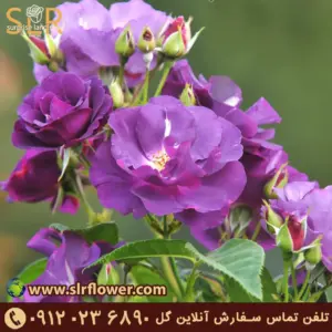 Floribunda Rose flower 2. گل رز فلوریبوندا