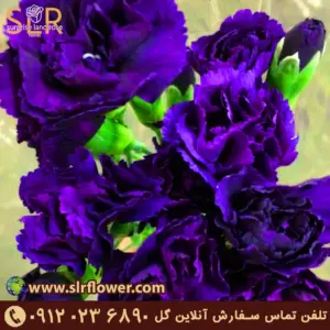 Florigene Carnation گل میخک فلوریژن