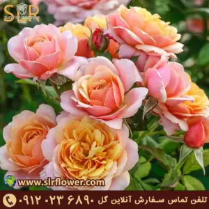 Grandiflora Roses 3. گل رز گرندیفورا