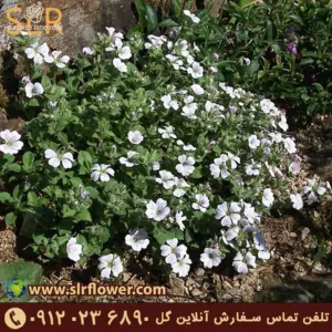 Gypsophila cerastioides - ژیپسوفیلای کوهی یا سراستیودیس