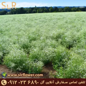 Gypsophila elegans - ژیپسوفیلا الگانس