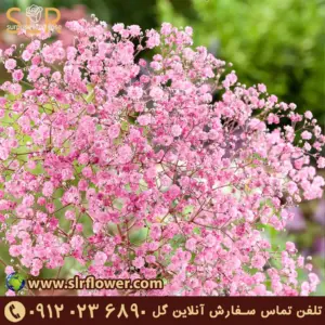 Gypsophila flower -2 گل ژیپسوفیلا گل عروس