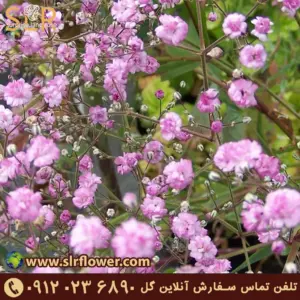 Gypsophila flower -32 گل ژیپسوفیلا گل عروس