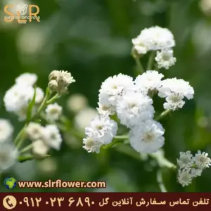 Gypsophila flower -352 گل ژیپسوفیلا گل عروس