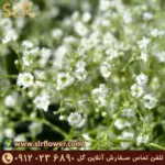 Gypsophila flower - گل ژیپسوفیلا گل عروس