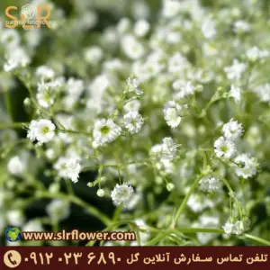 Gypsophila flower - گل ژیپسوفیلا گل عروس