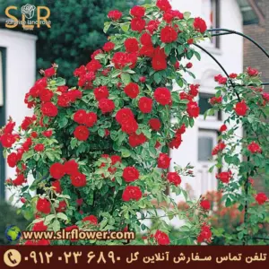 Miniature Roses رز مینیاتوری