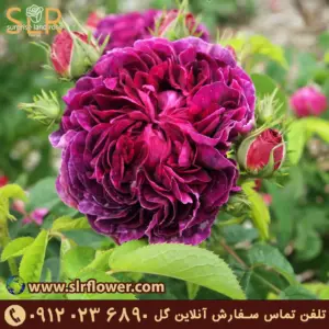 Old Garden rose 7. گل رز باغی قدیمی