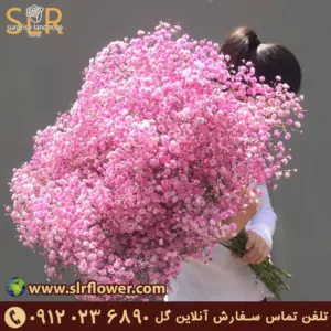 Pink Gypsophila flower ژیپسوفیلای صورتی گل عروس سفید
