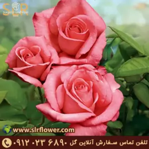 Roser flower 44 رزهای چای هیبریدی