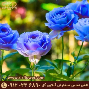 Roser flower گل رز 2
