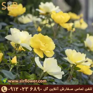 Shrub Rose flower 6. گل رز درختچه ای