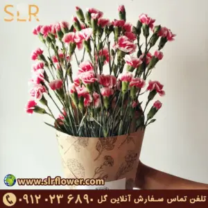 Spray Carnations میخک اسپری