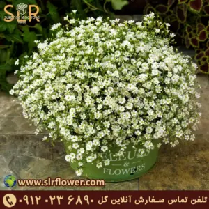 white Gypsophila flower ژیپسوفیلای سفید گل عروس سفید