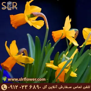 نرگس آتشین jetfire