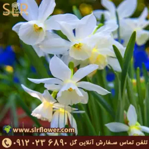 نرگس تالیا