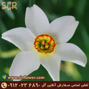 نرگس شاعر - نرگس چشم قرقاول