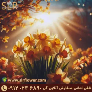 گل نرگس