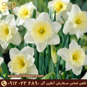 گل نرگس سفید
