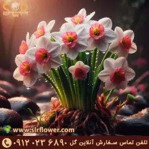 گل نرگس پوستر