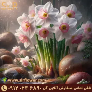 گل نرگس پوستر.webp 2